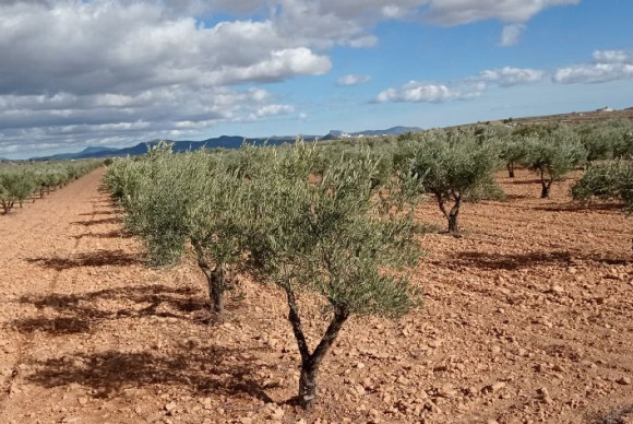 Bouwgrond - Herverkoop - PINOSO - JJSCHS-93213