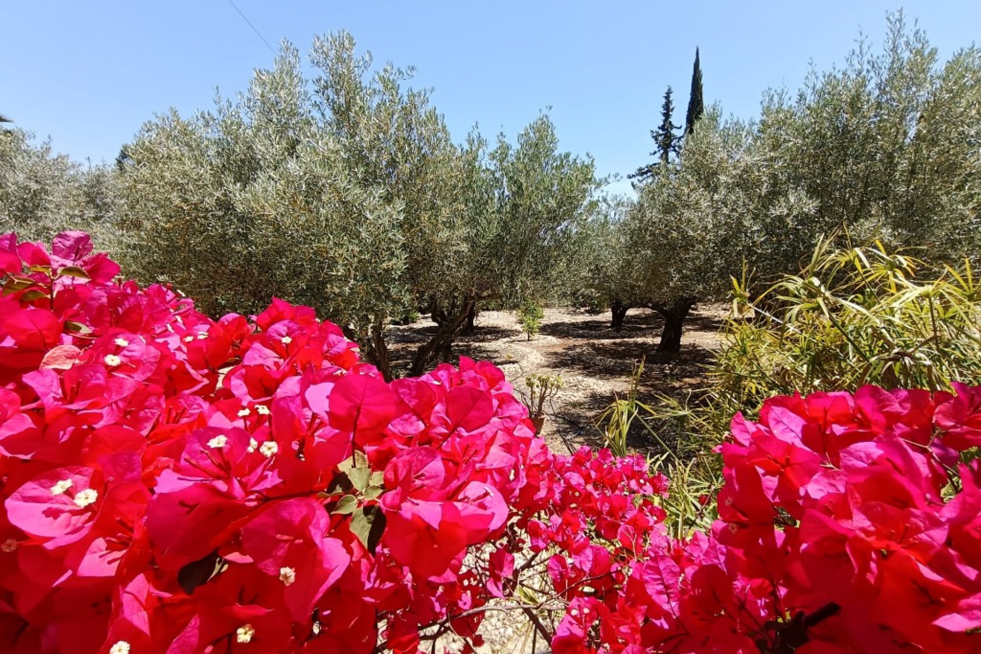 Herverkoop - Landelijke woning - ALBATERA