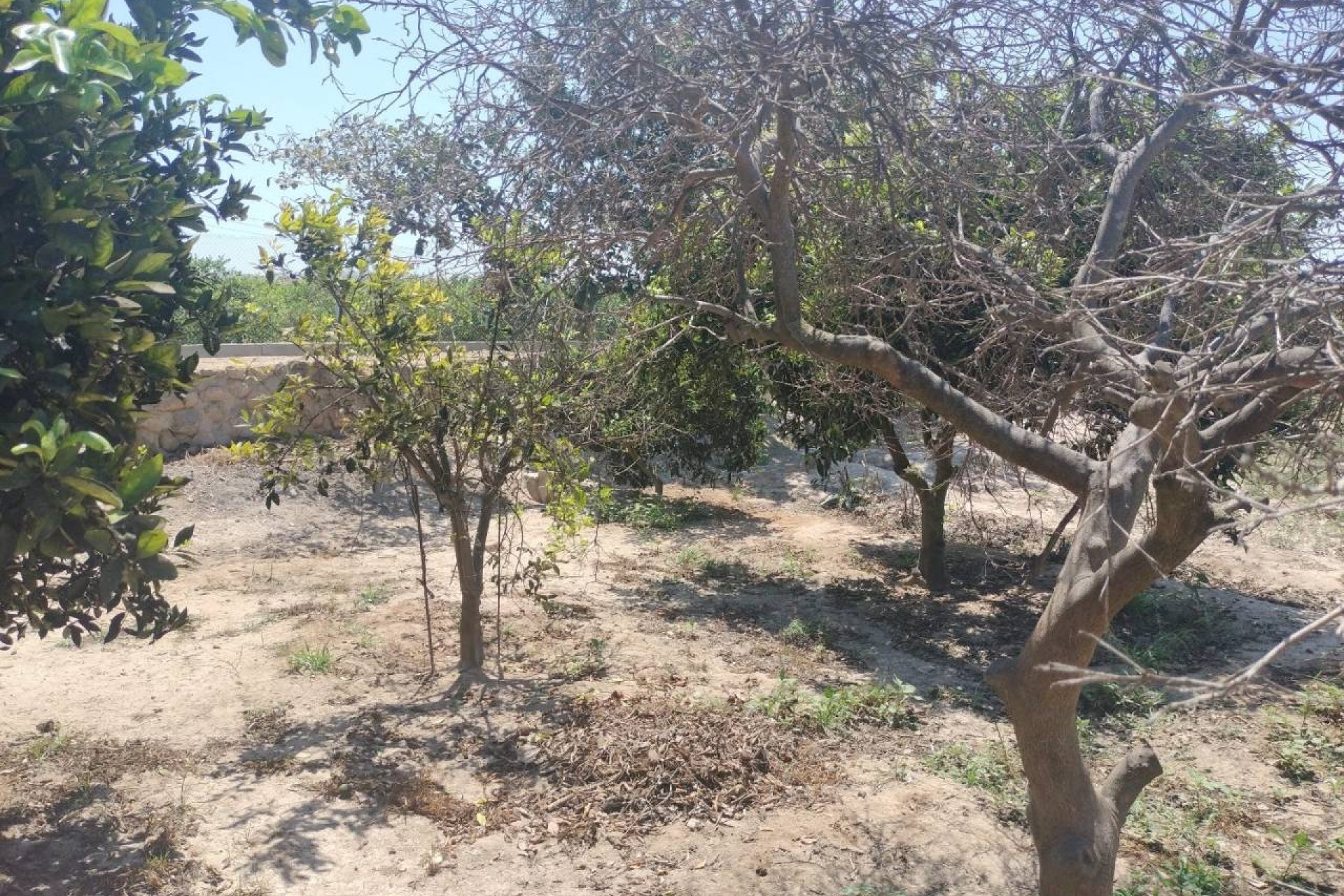 Herverkoop - Landelijke Woning-Finca - Rojales - Cuidad Quesada