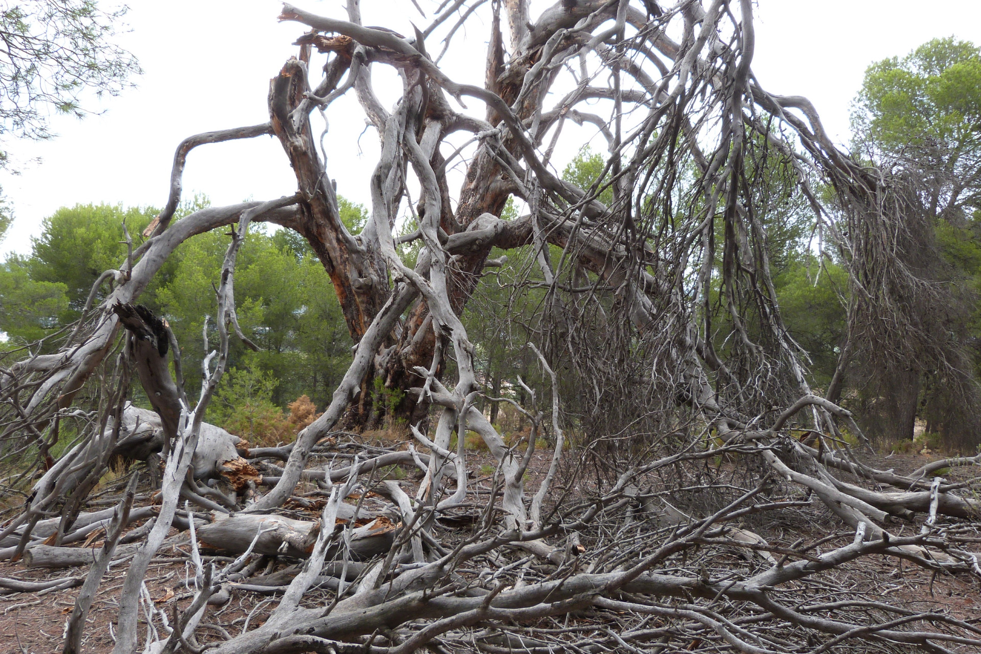 Herverkoop - Landelijke woning - Ibi - Ibi - Country