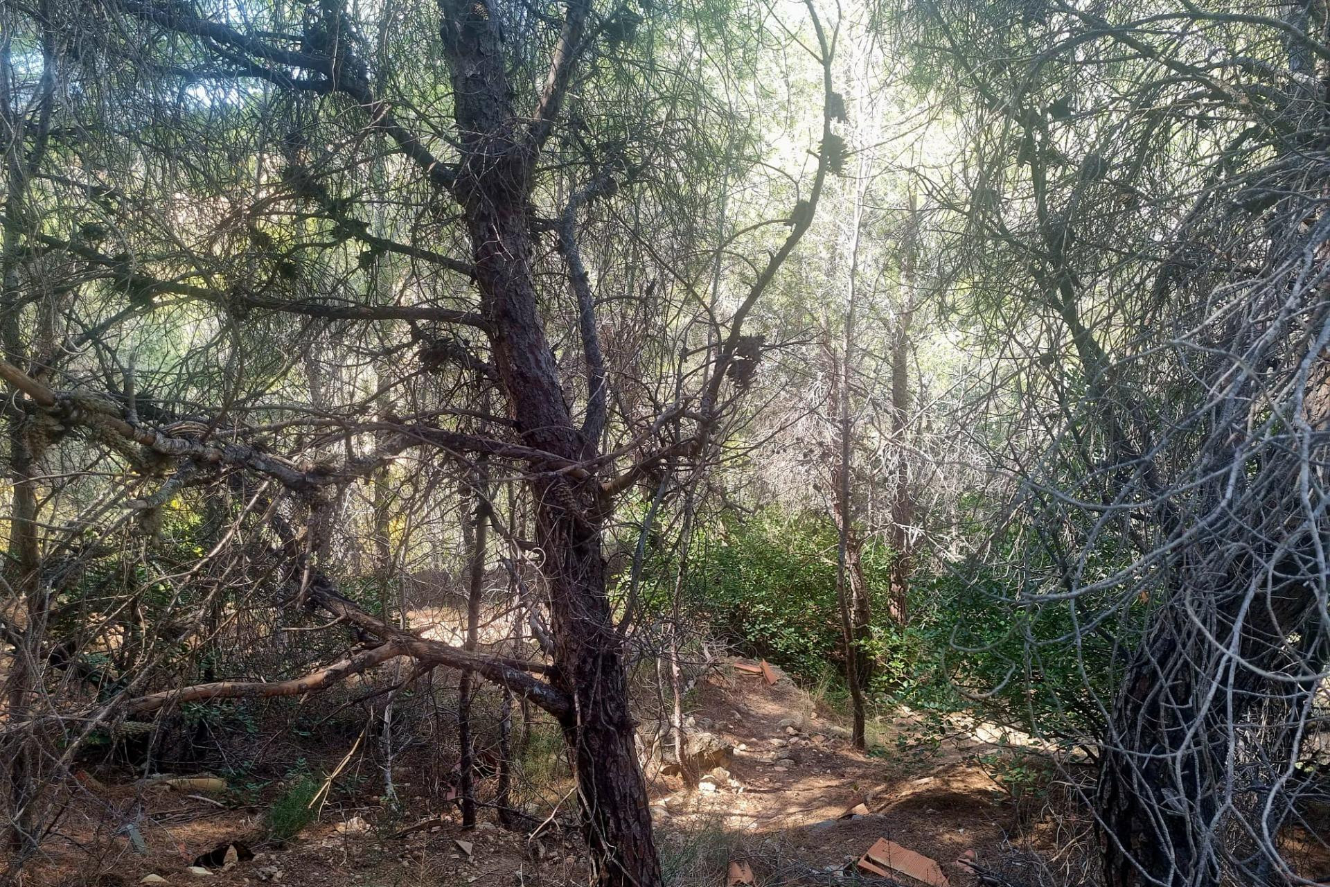 Herverkoop - Terrein - Altea - Galera de las palmeras