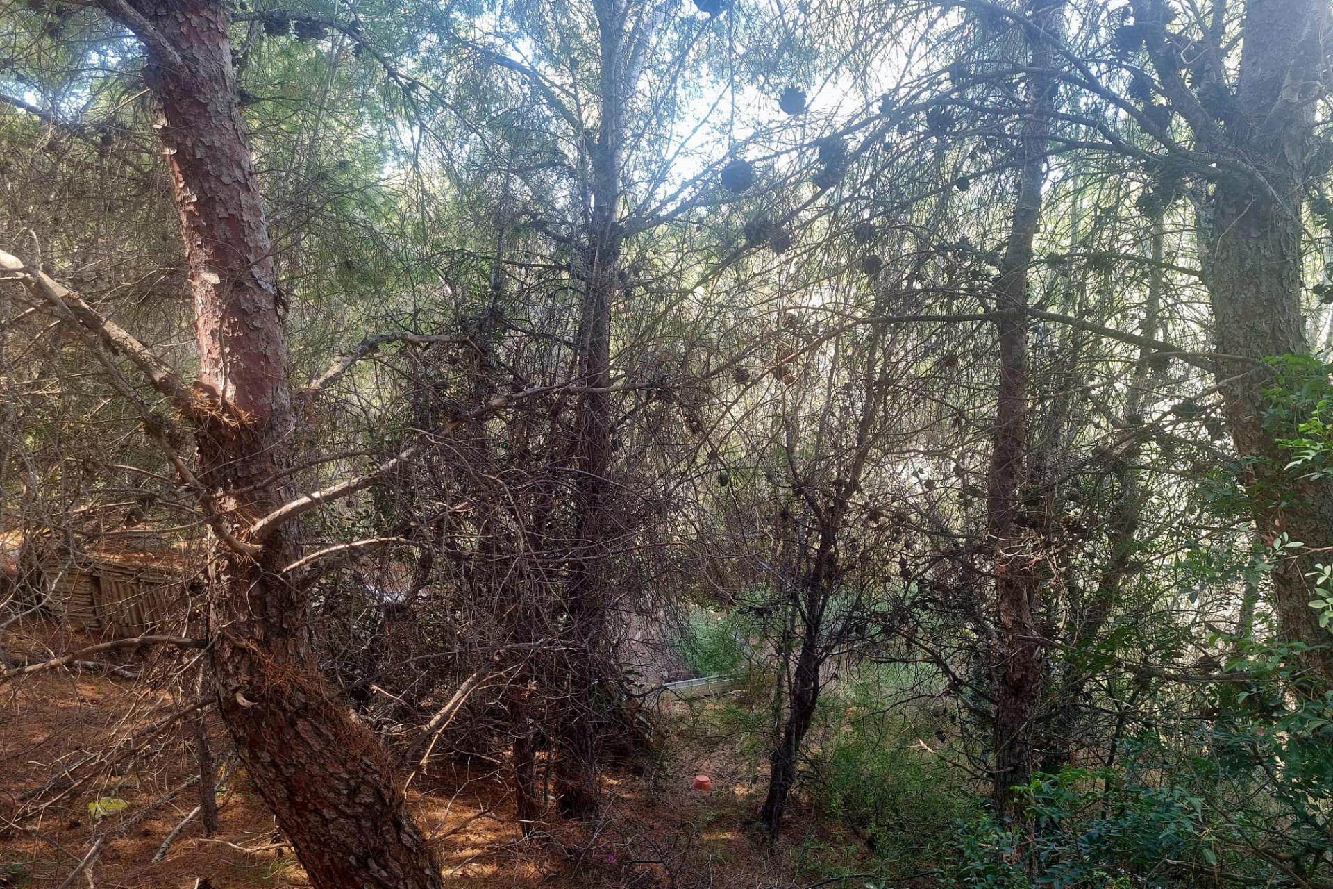 Herverkoop - Terrein - Altea - Galera de las palmeras