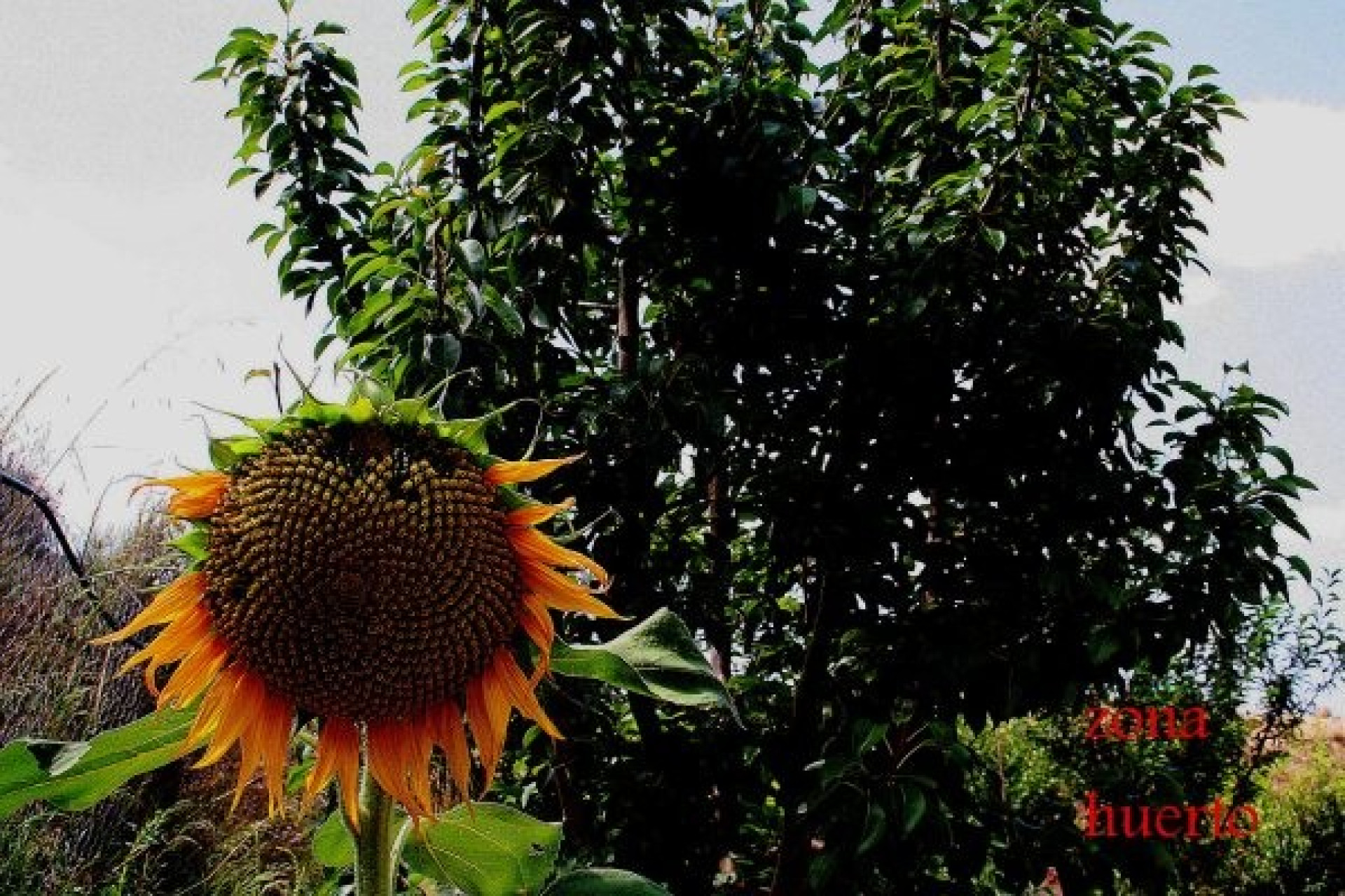 Herverkoop - Villa - Gea y Truyols - Gea Y Truyols