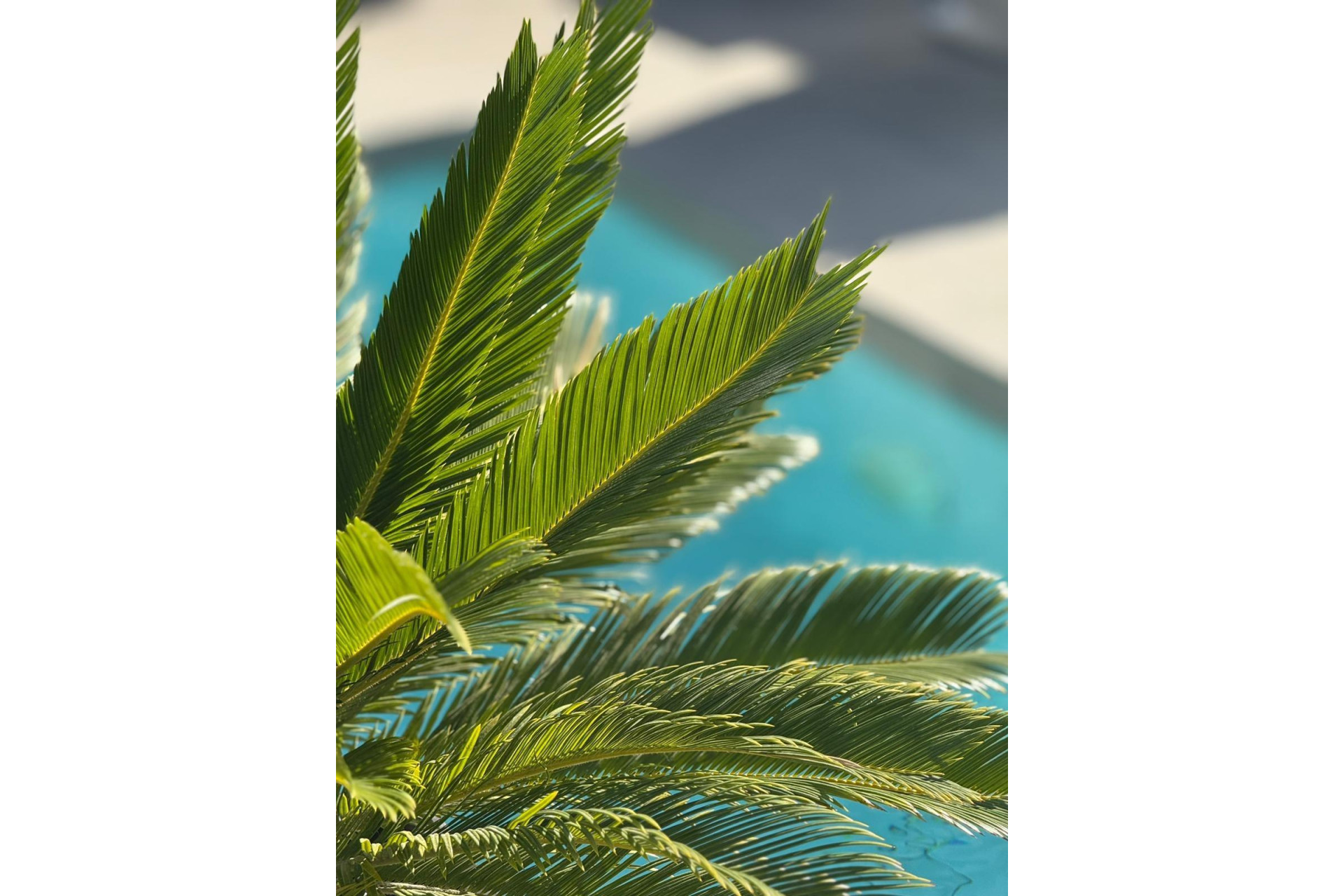 Herverkoop - Villa - Orihuela Costa - PAU 26