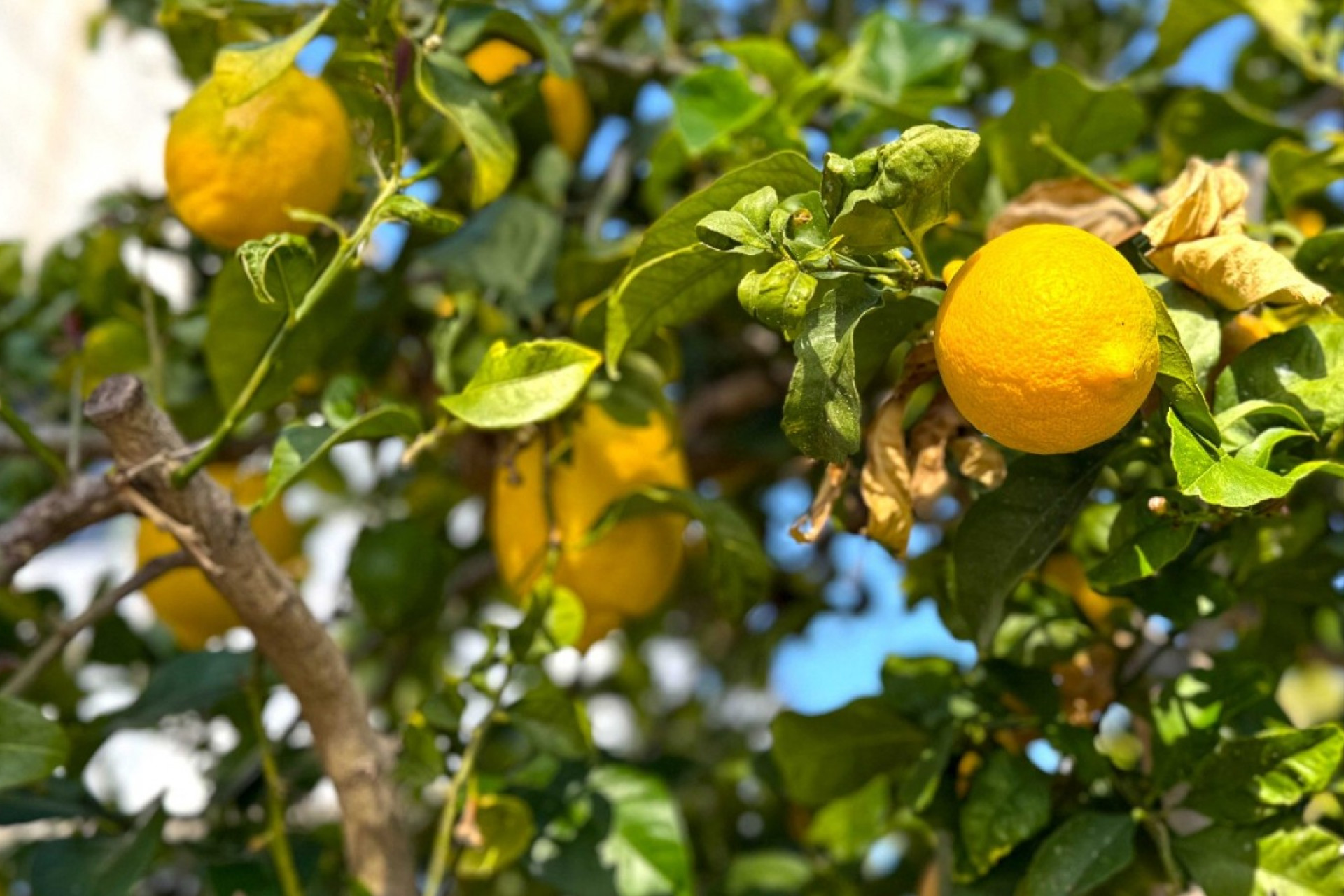 Herverkoop - Vrijstaande Villa - Orihuela Costa - Villamartin