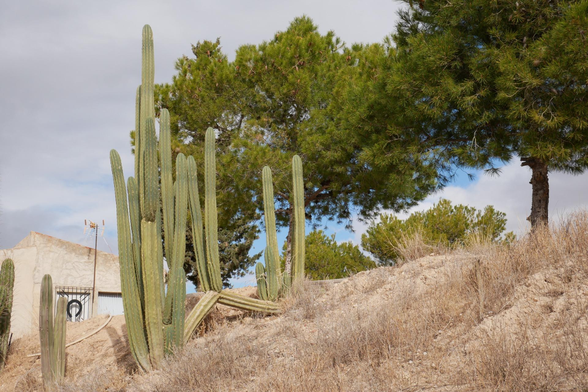 Herverkoop - Woning - Abanilla - EL SALADO