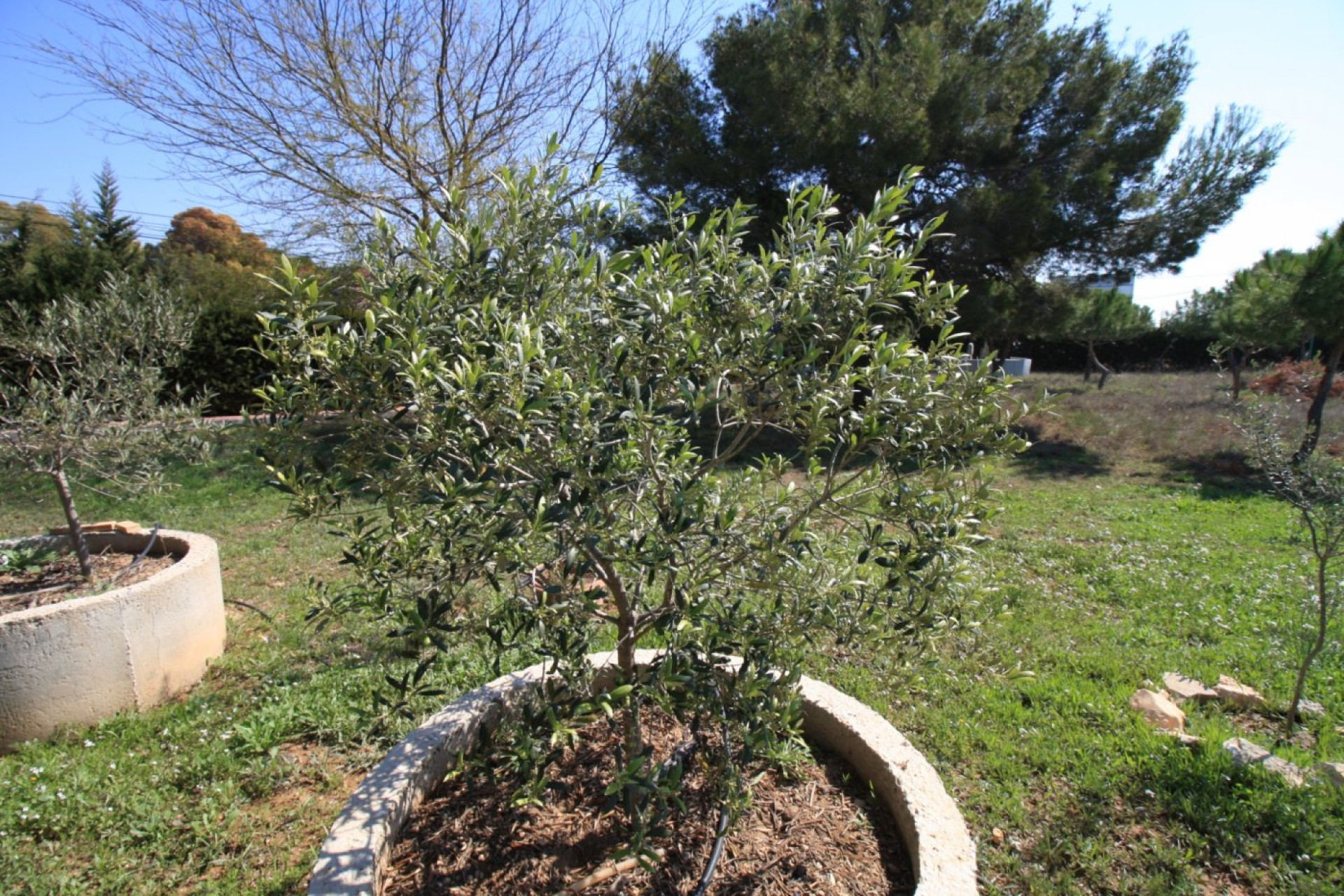 Herverkoop - Woning - Orihuela Costa - Campoamor