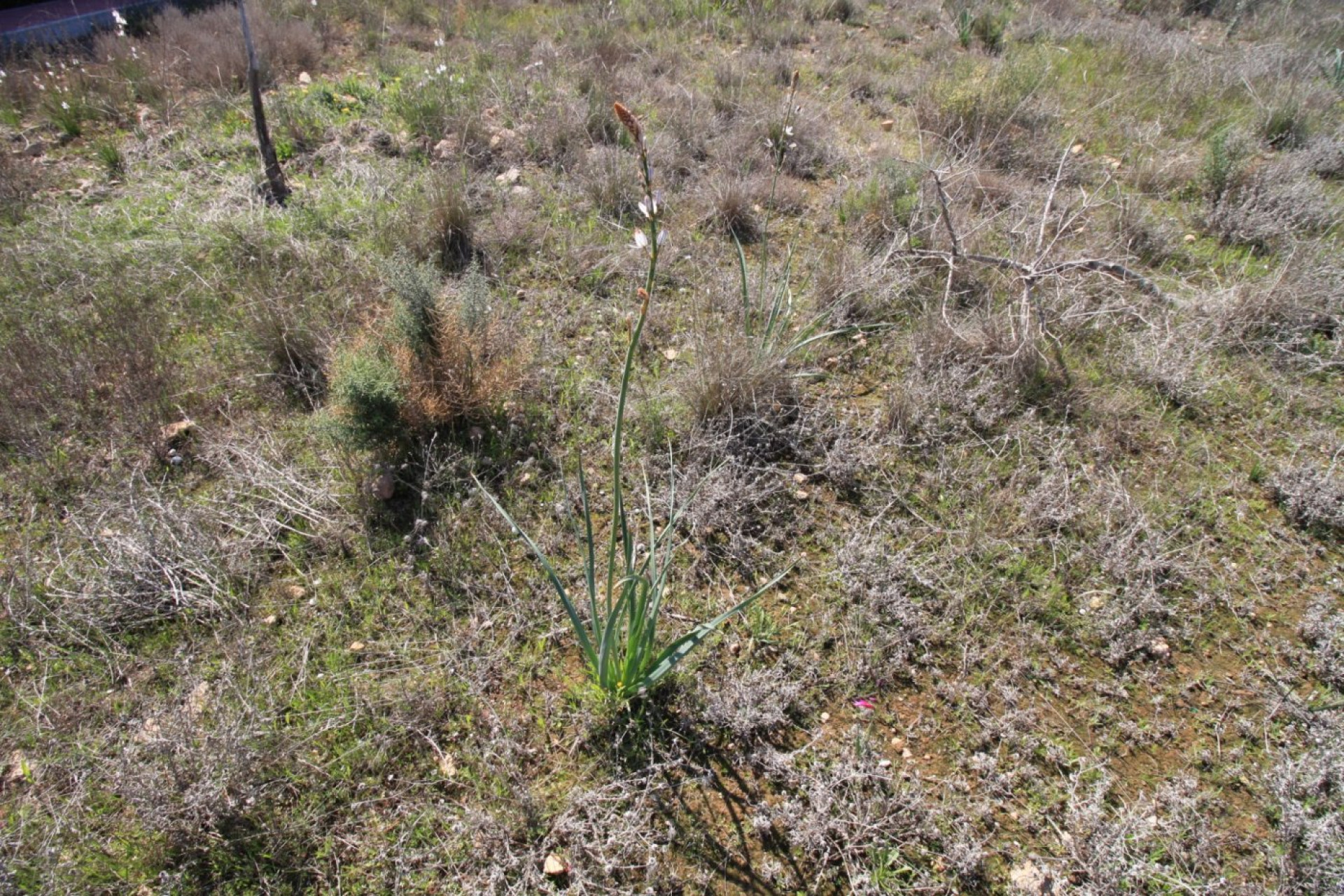 Herverkoop - Woning - Orihuela Costa - Campoamor