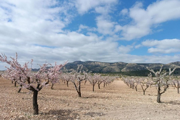 land - Resale - Pinoso - Pinoso