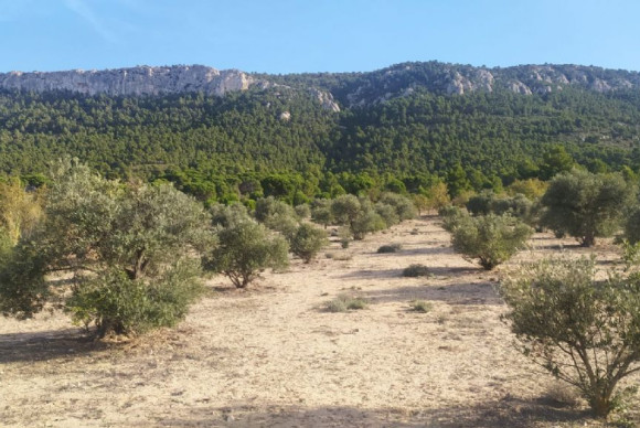 Parcela / Terreno - Reventa - BIAR - BIAR