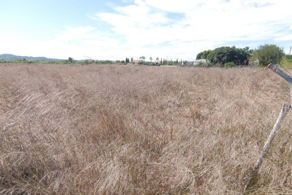 Parcelle / Terrain - Revente - Almoradí - Almoradí