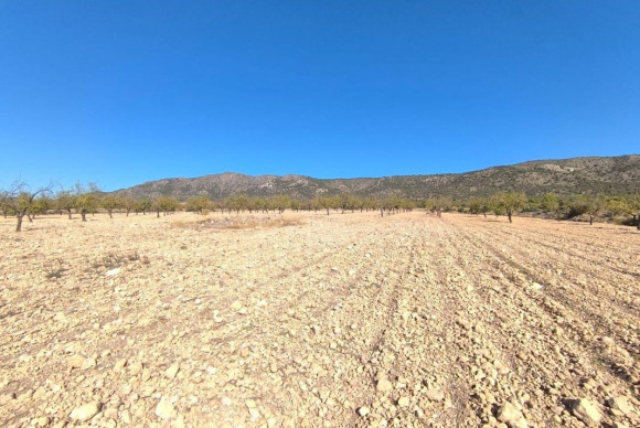 Plot / Land - Resale - Pinoso - Pinoso