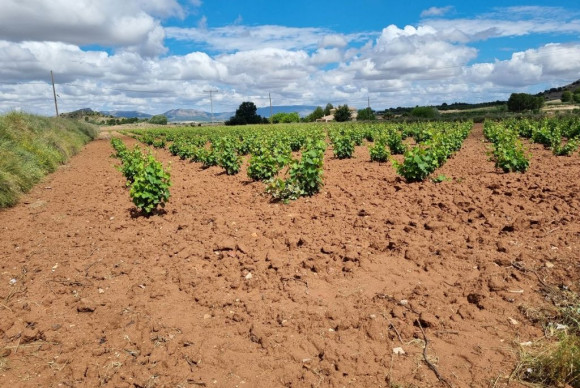 Plot / Land - Resale - Villena - JJSCHS-55660