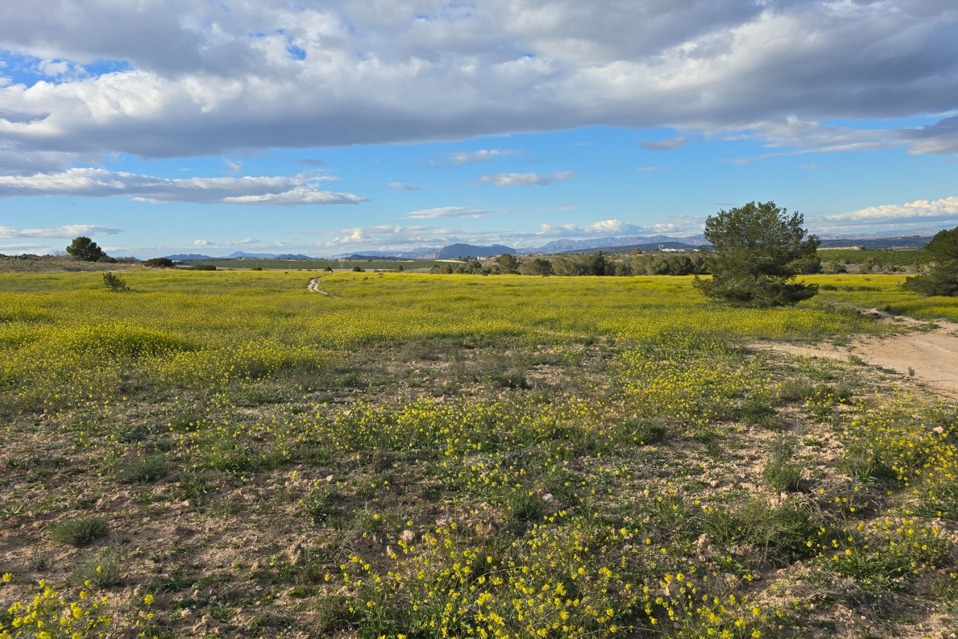 Resale - Apartment  - Orihuela Costa - Villamartin