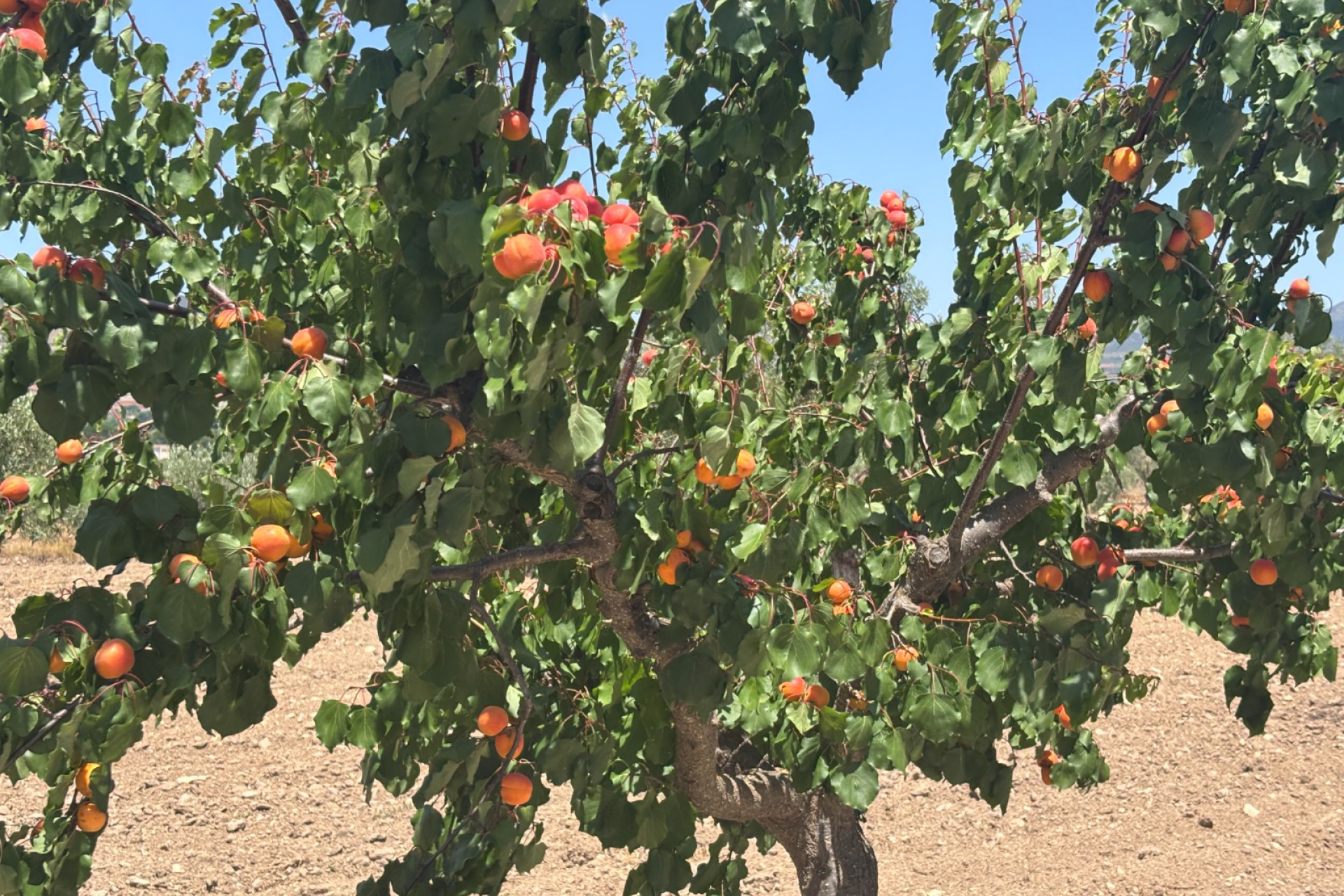 Resale - Country House - Castalla