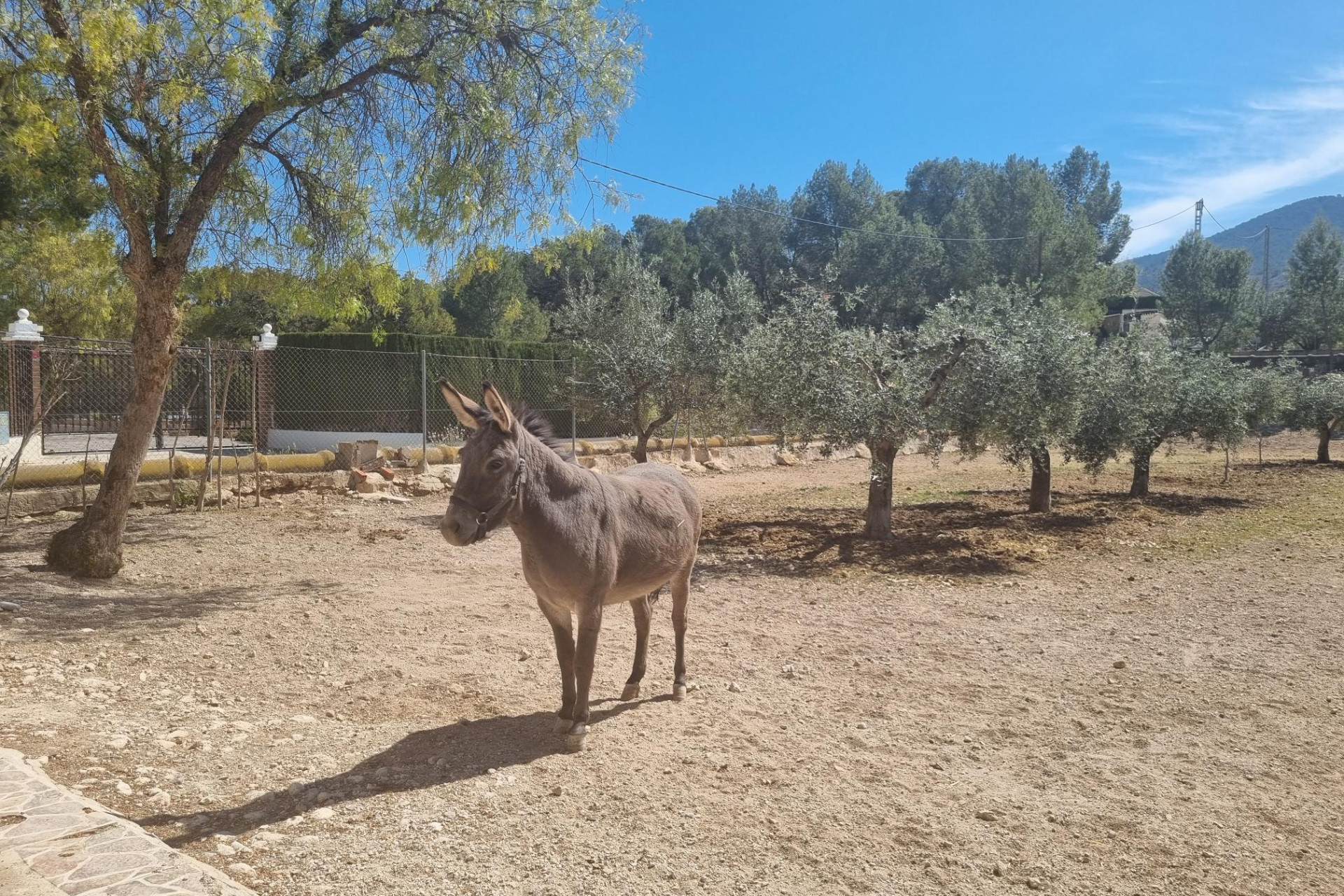 Resale - Country House - Hondón de las Nieves