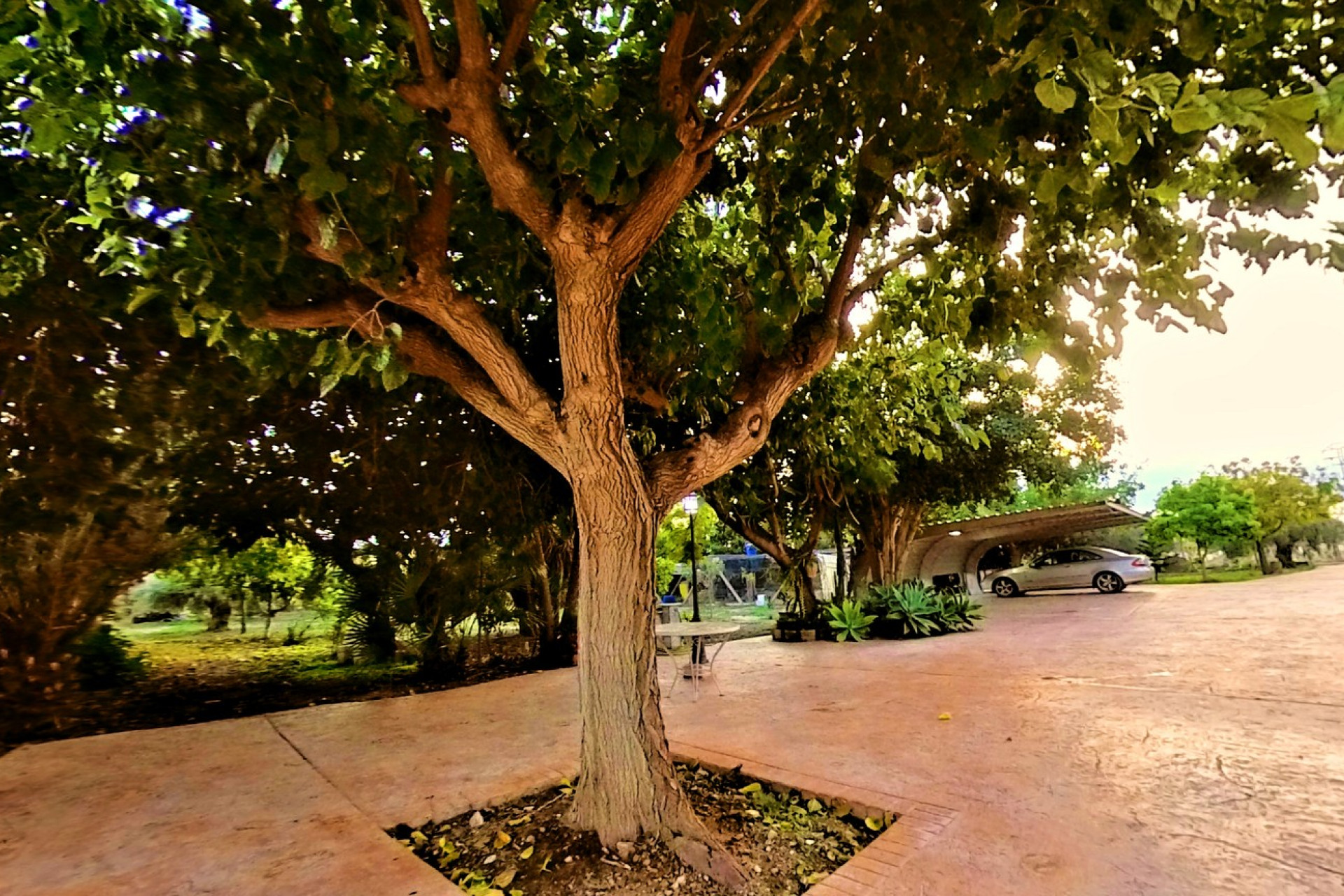 Resale - Country House - Novelda