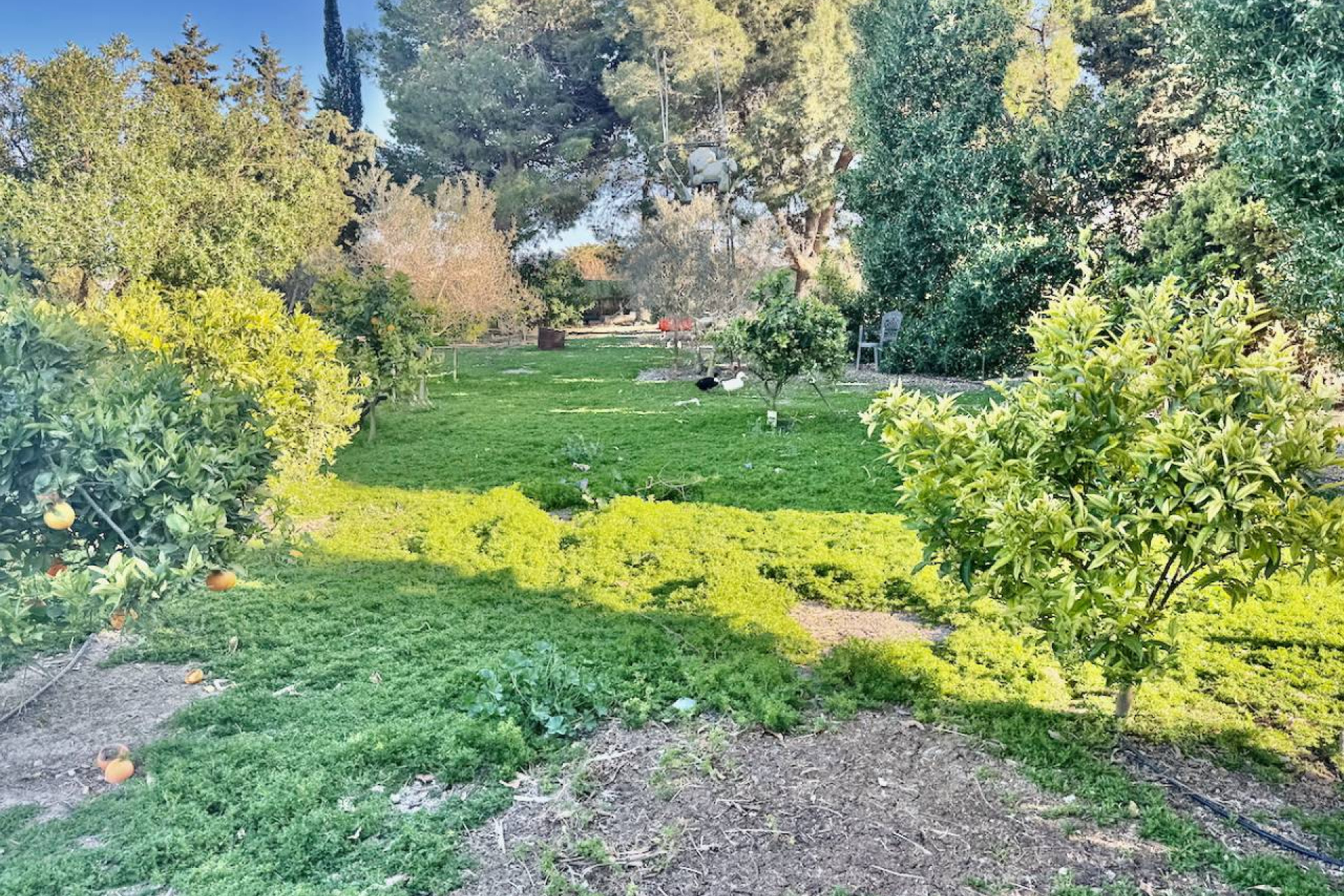 Resale - Finca / Country Property - Guardamar del Segura