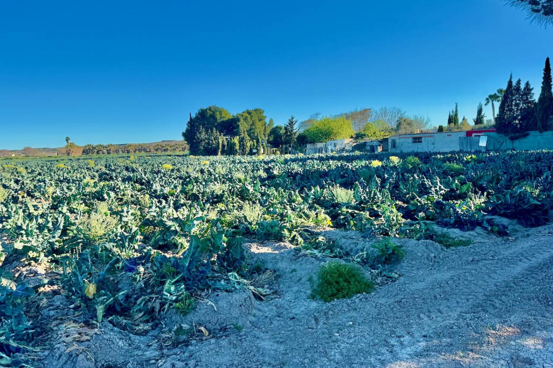 Resale - Finca / Country Property - Guardamar del Segura