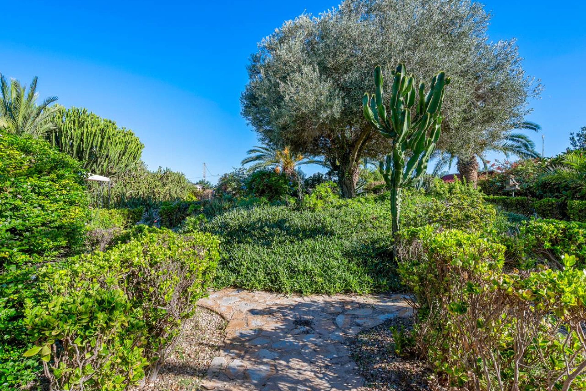 Resale - Finca / Country Property - Los Montesinos - los montesinos