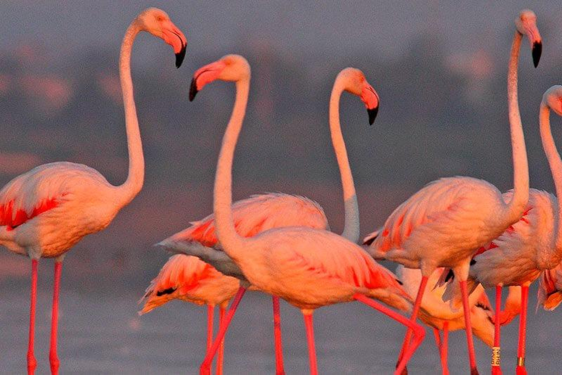 Resale - House - LA MARINA - El pinet