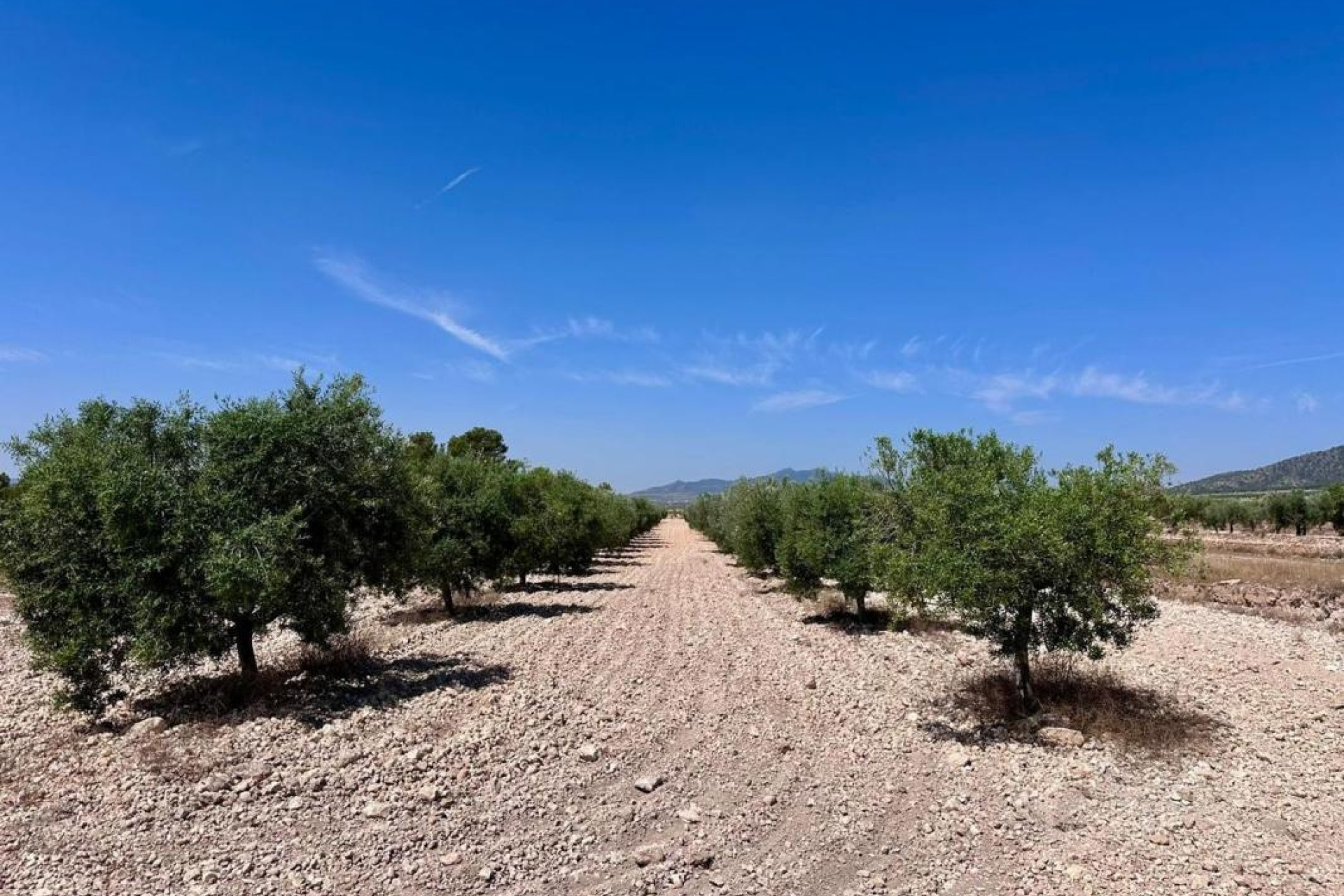 Resale - land - Monovar