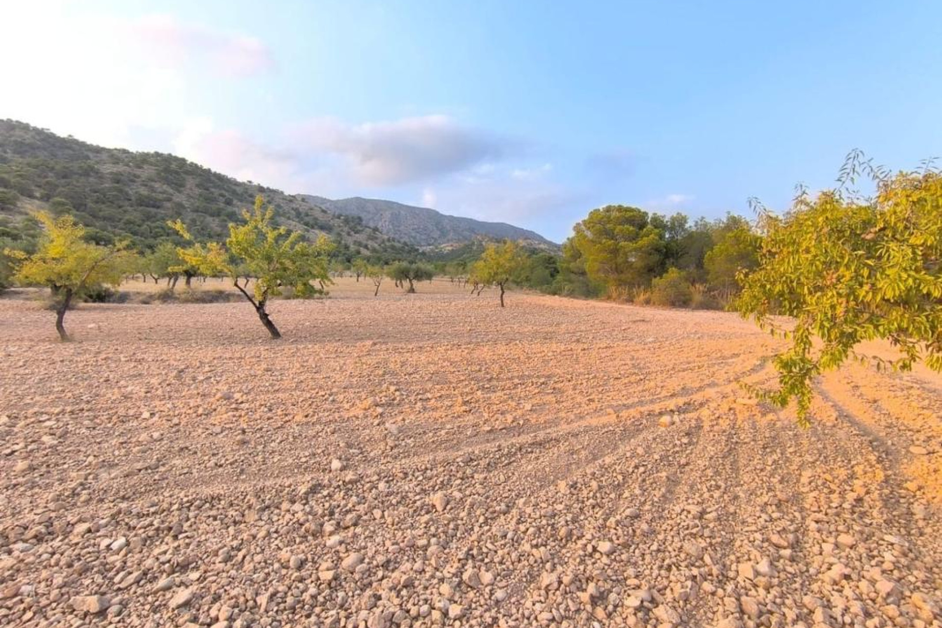 Resale - land - Pinoso