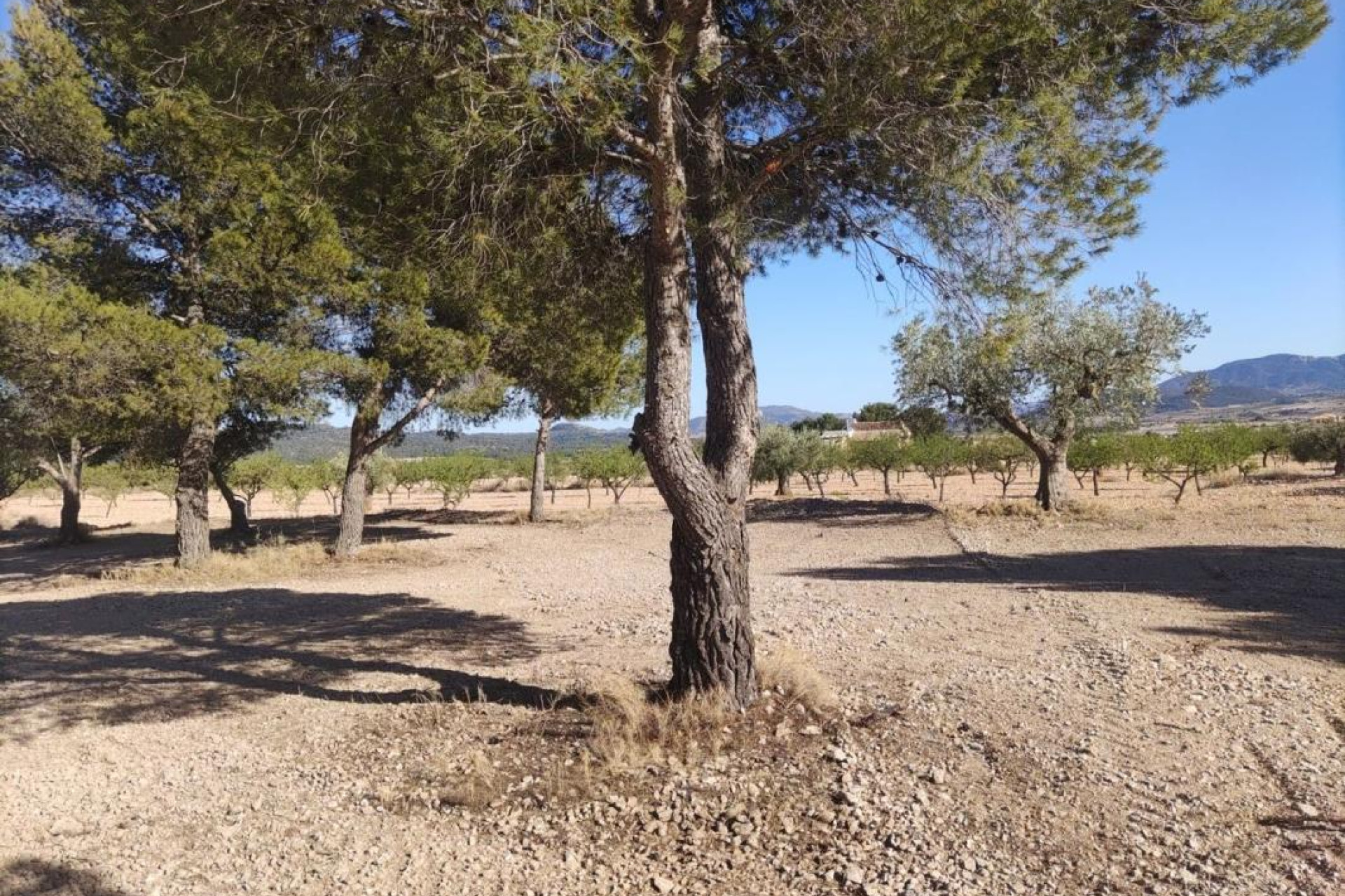 Resale - Plot / Land - Pinoso