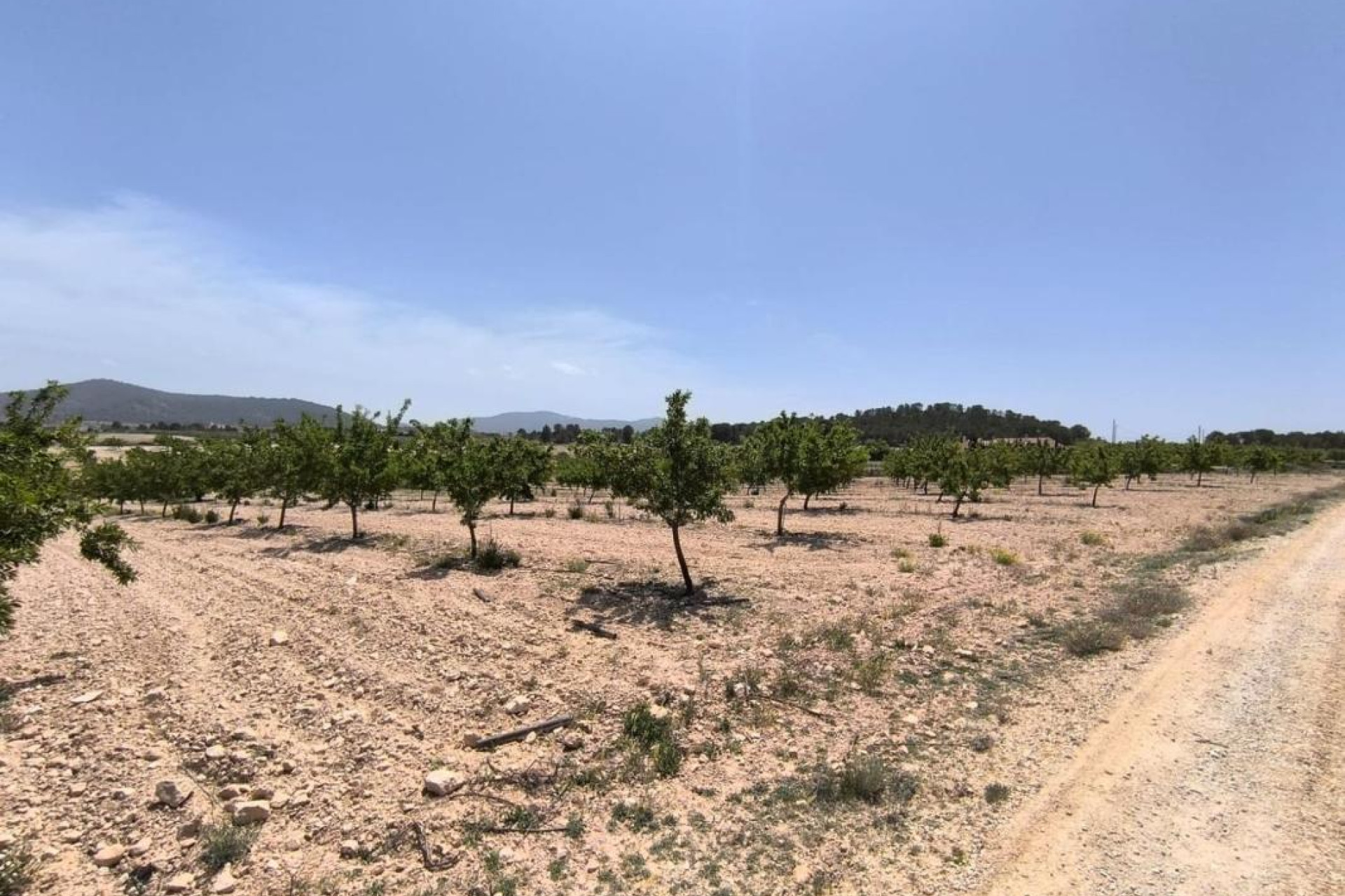Resale - Plot / Land - Pinoso
