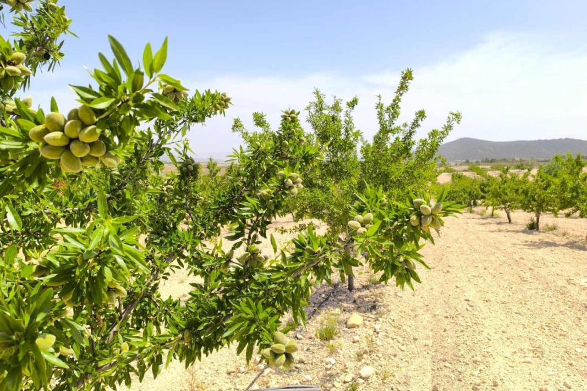 Resale - Plot / Land - Pinoso