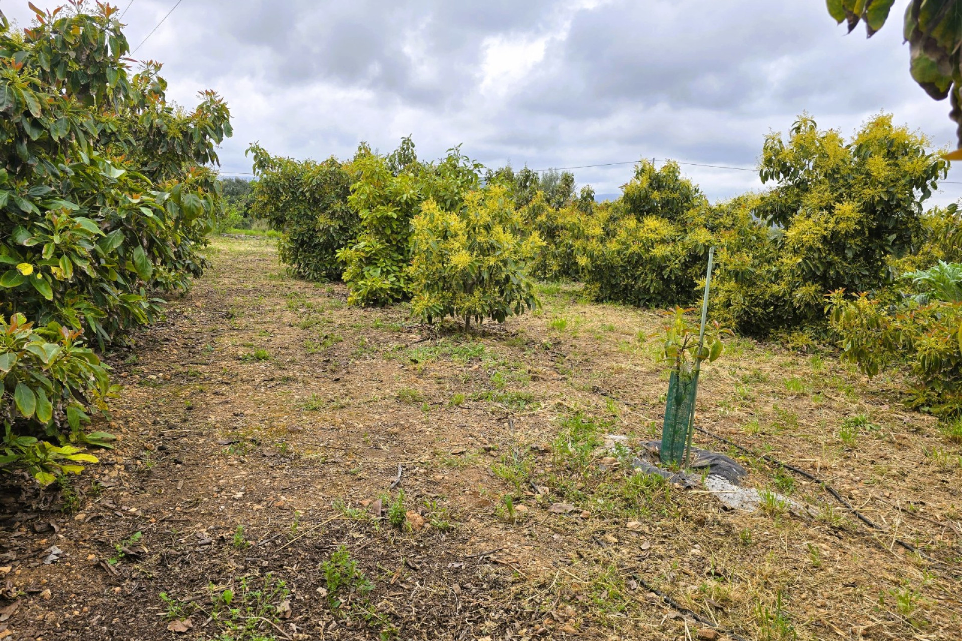 Resale - rustic plot - Pego