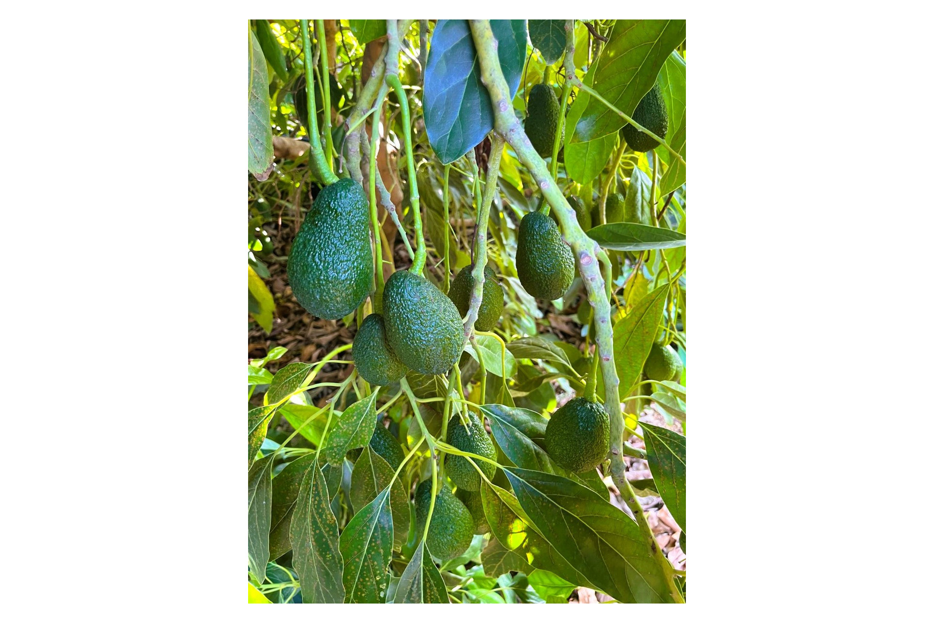 Resale - rustic plot - Pego