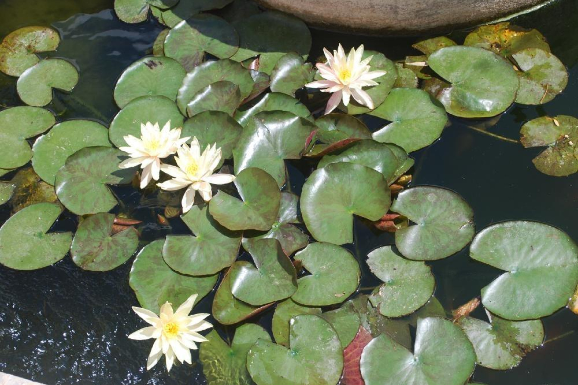 Resale - Villa - Calpe - Maryvilla