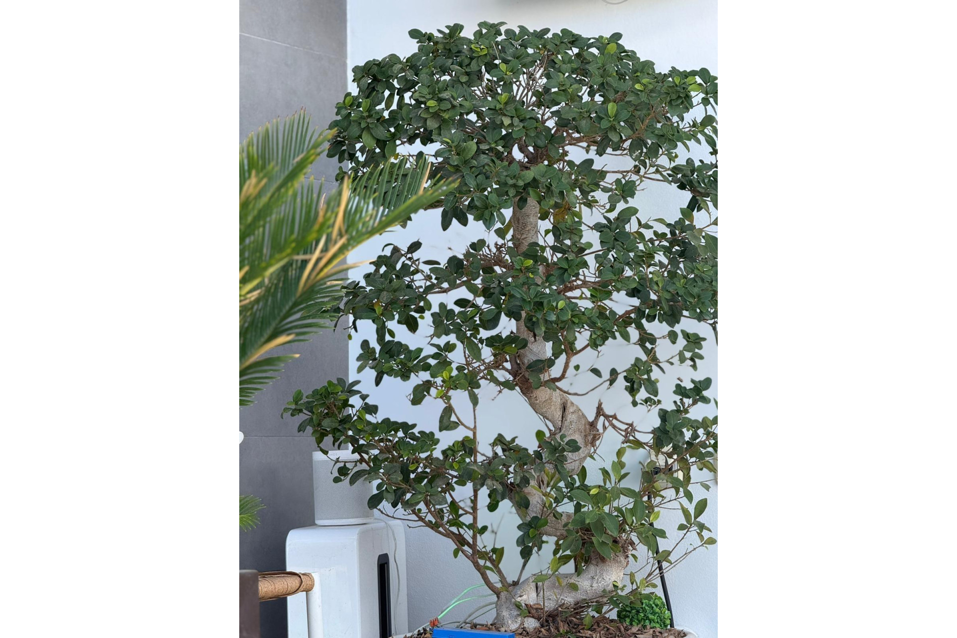 Resale - Villa - Orihuela Costa - PAU 26