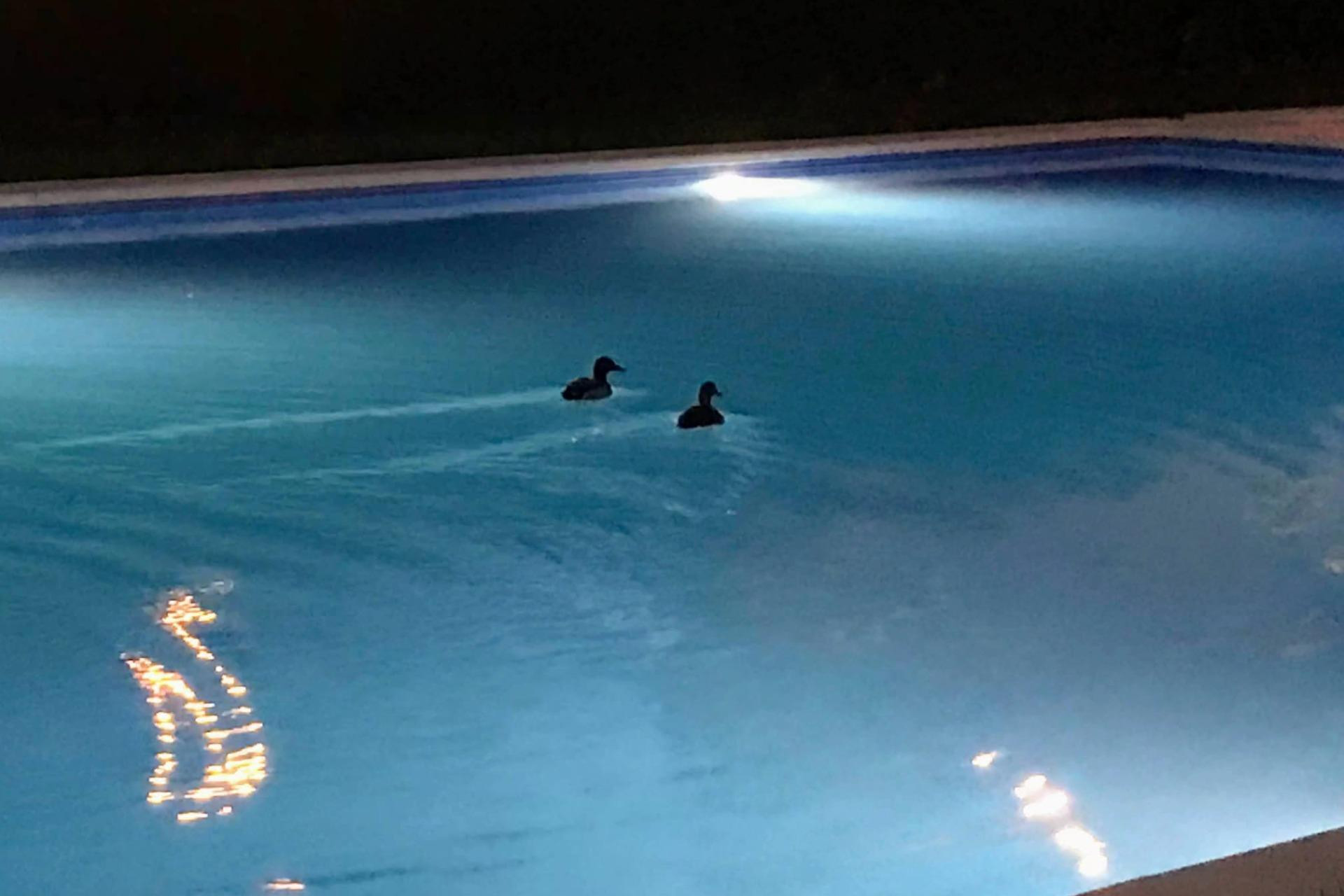 Reventa - Apartamento / piso - Alicante - Playa de San Juan