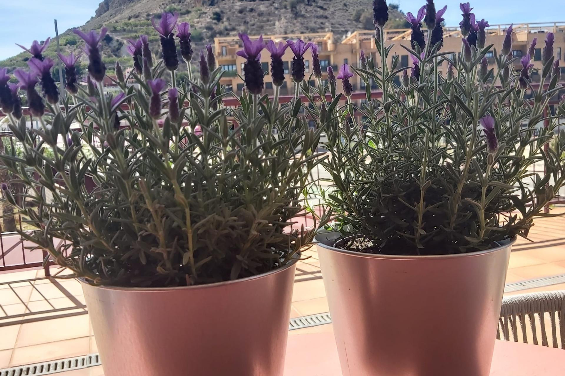 Reventa - Apartamento / piso - Villanueva del Rio Segura - Urbanización plan parcial la morra