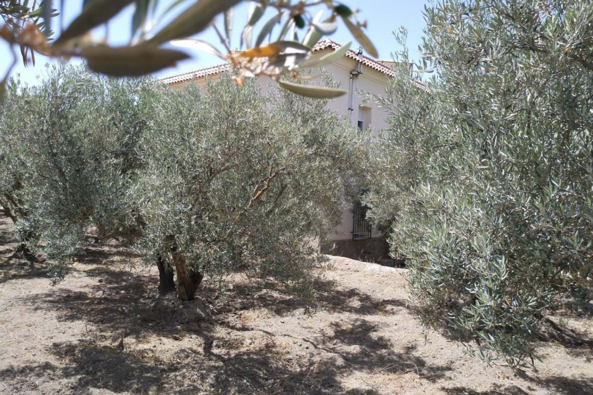 Reventa - Casa con terreno - Alsodux - ALMERIA