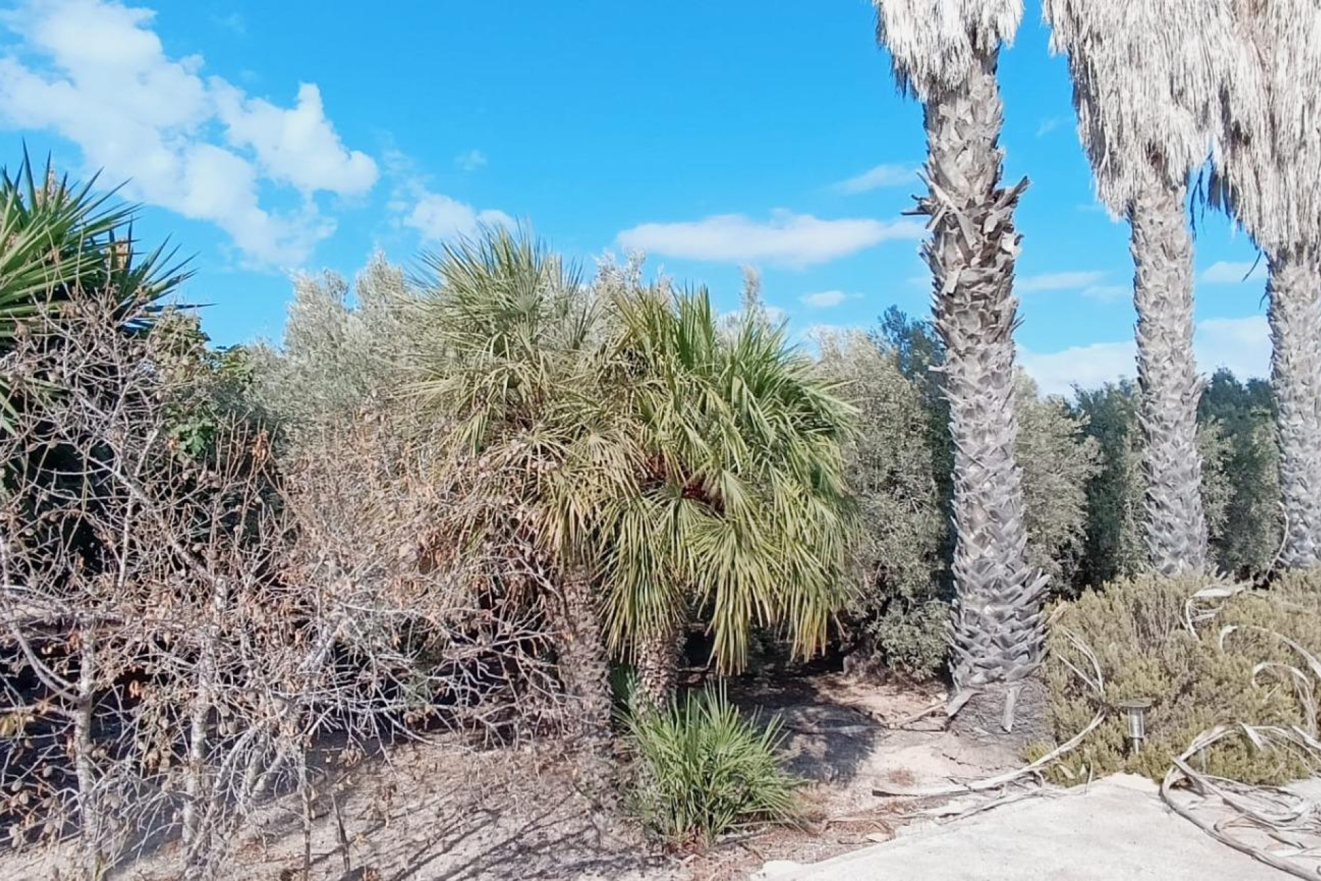 Reventa - Country House - Elche