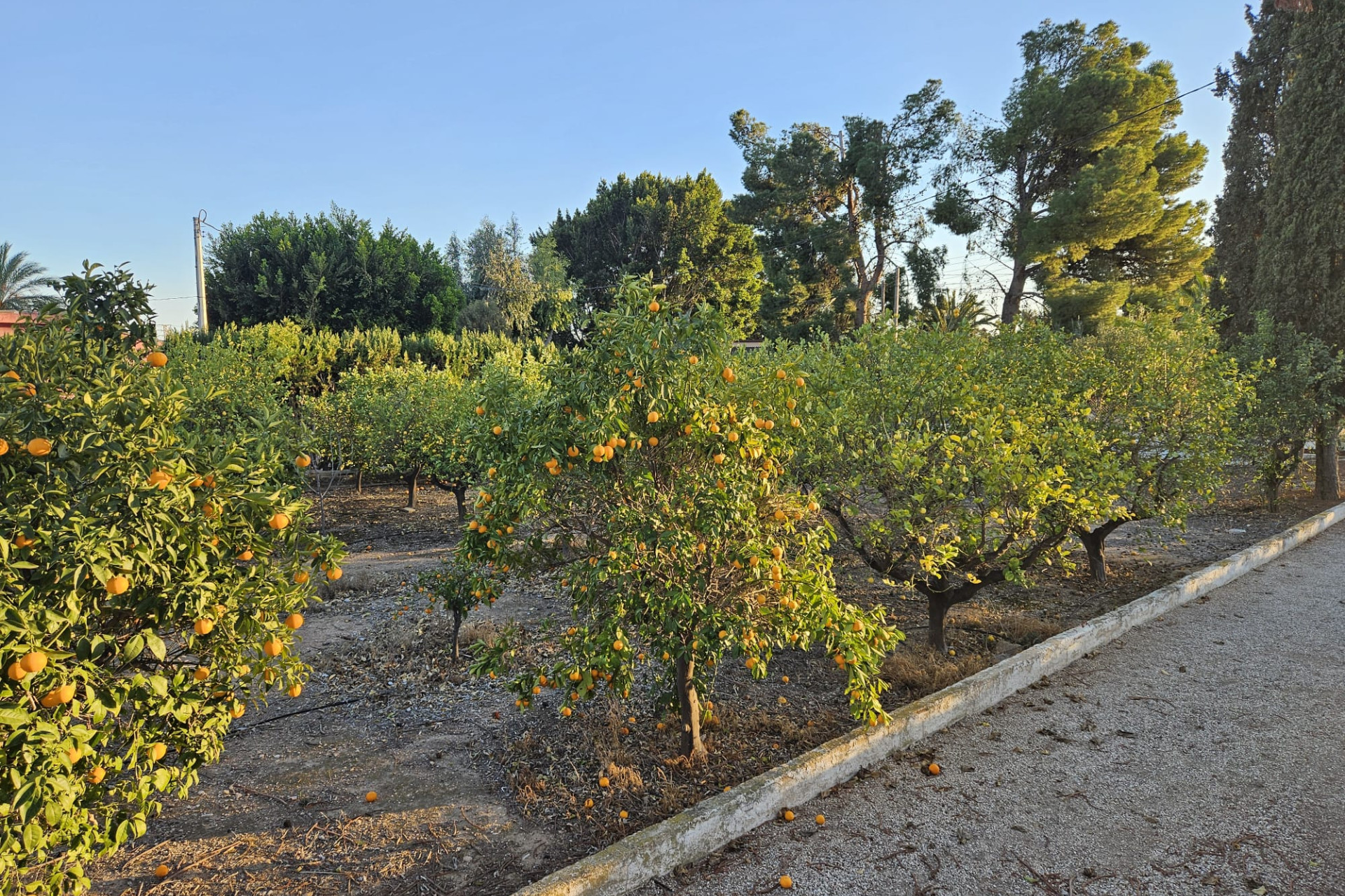 Reventa - Country House - Novelda