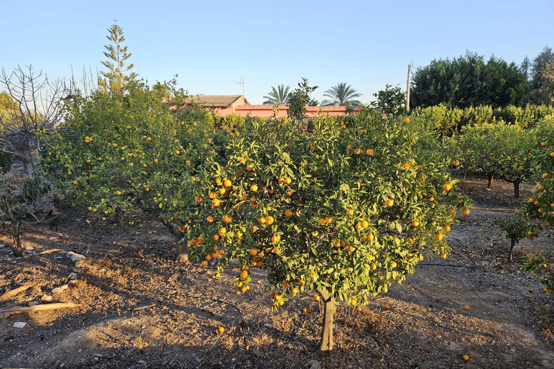 Reventa - Country House - Novelda