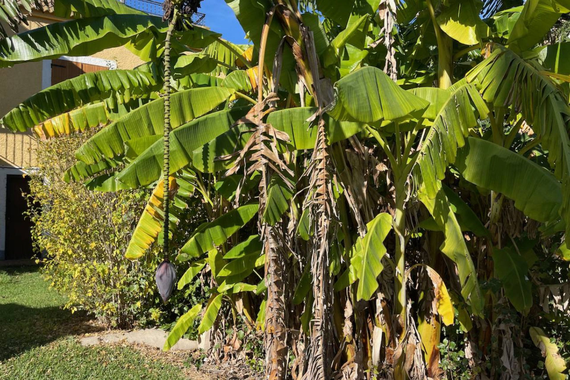 Reventa - Finca / Country Property - Daya Nueva