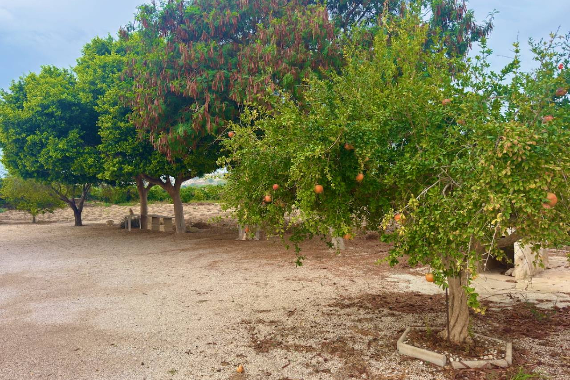 Reventa - Finca / Country Property - Rojales - Cuidad Quesada