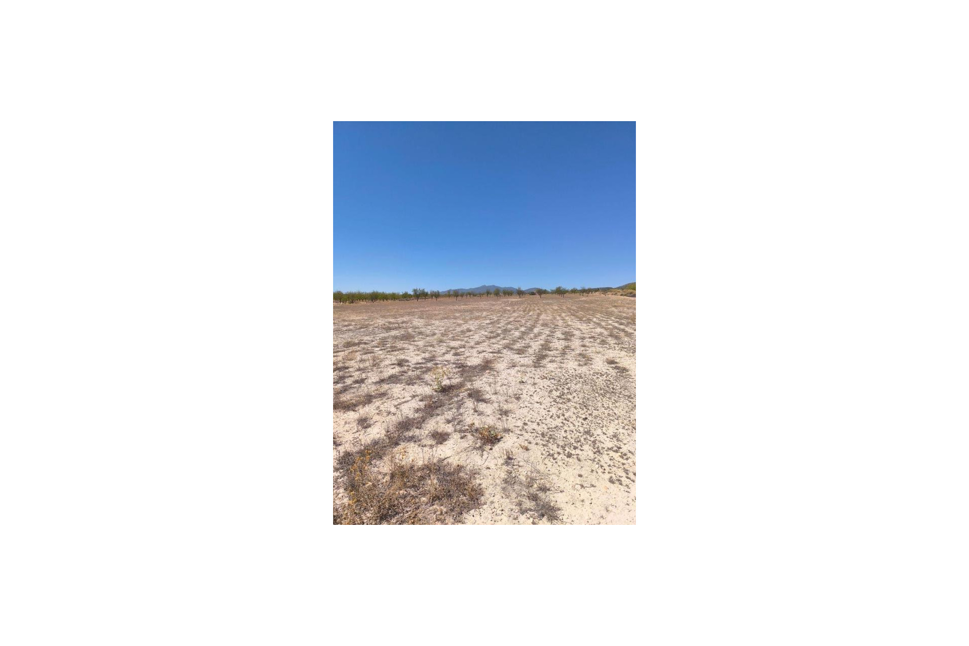 Reventa - land - Pinoso