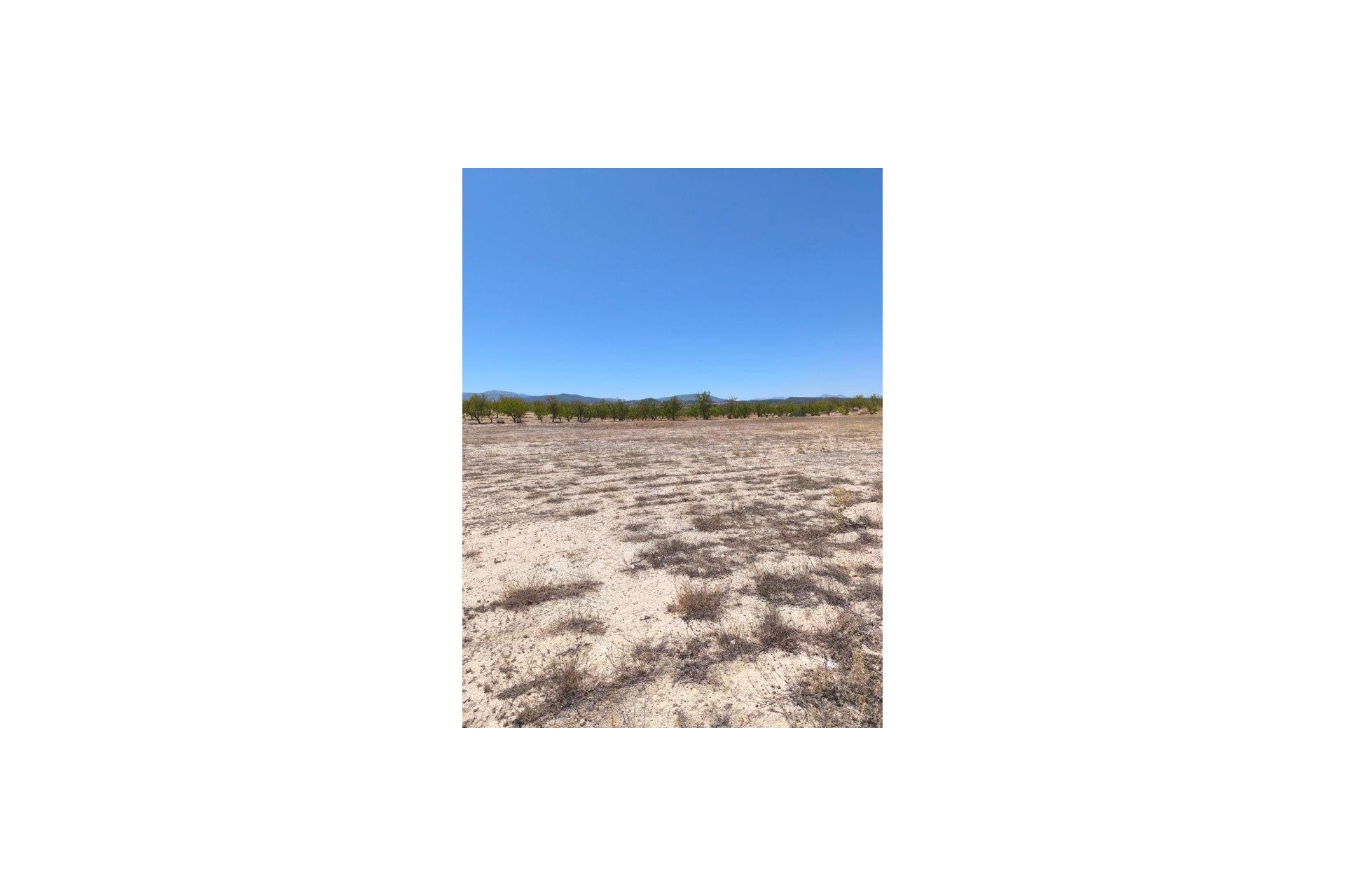 Reventa - land - Pinoso