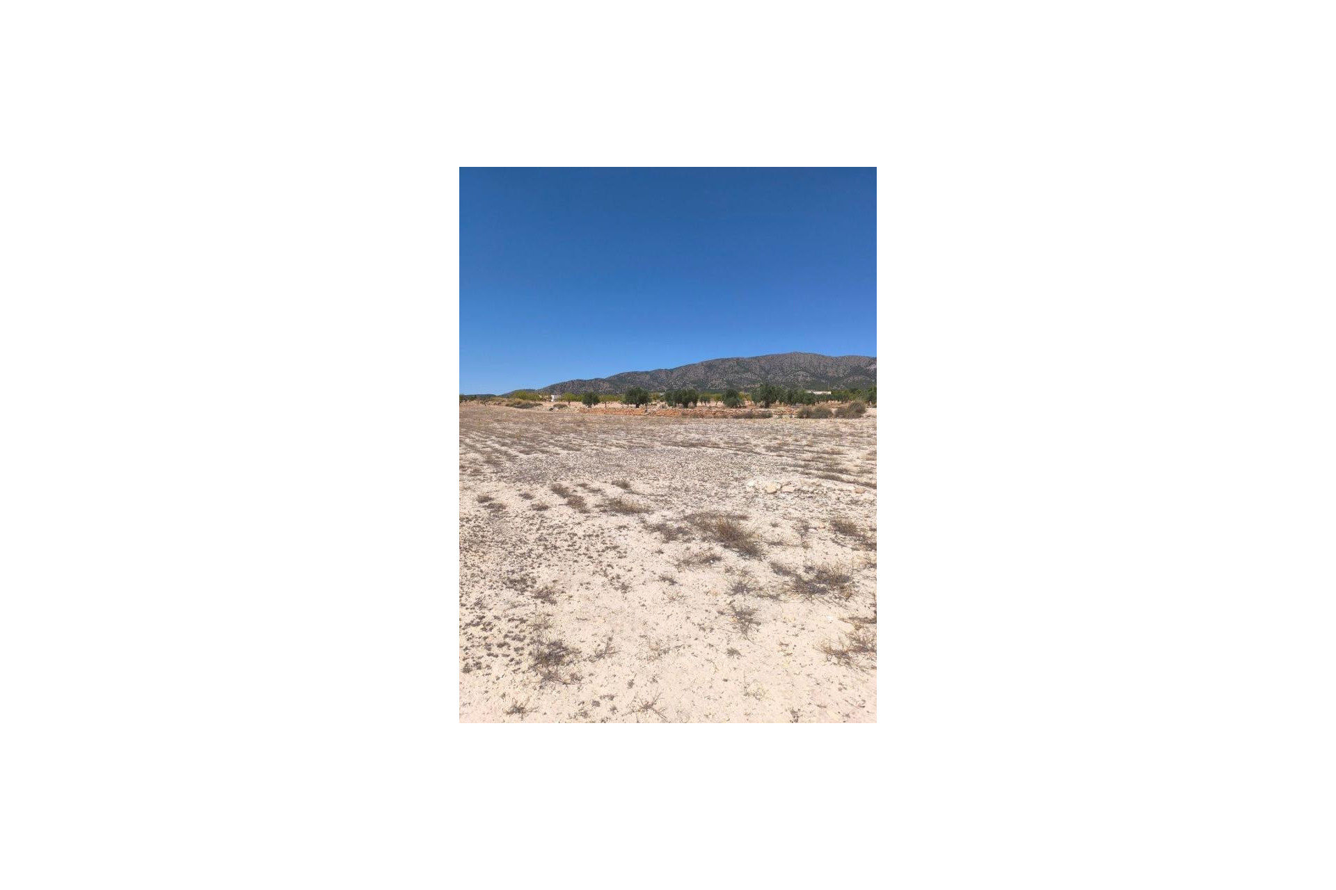 Reventa - land - Pinoso