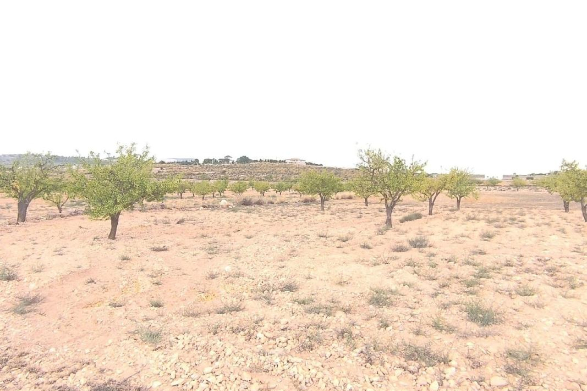 Reventa - land - Pinoso