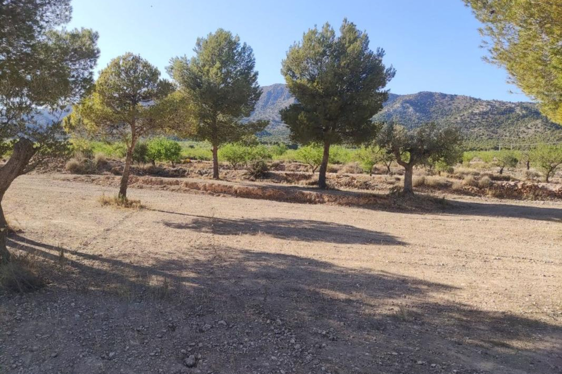 Reventa - Parcela / Terreno - Pinoso