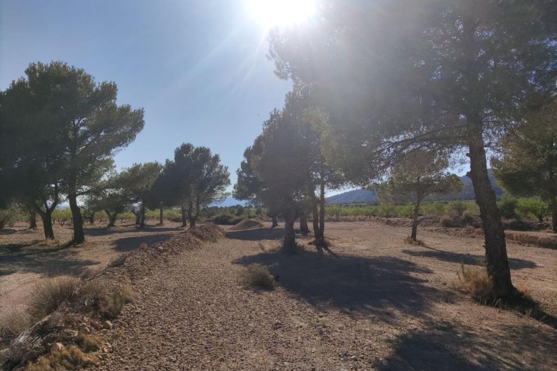 Reventa - Parcela / Terreno - Pinoso