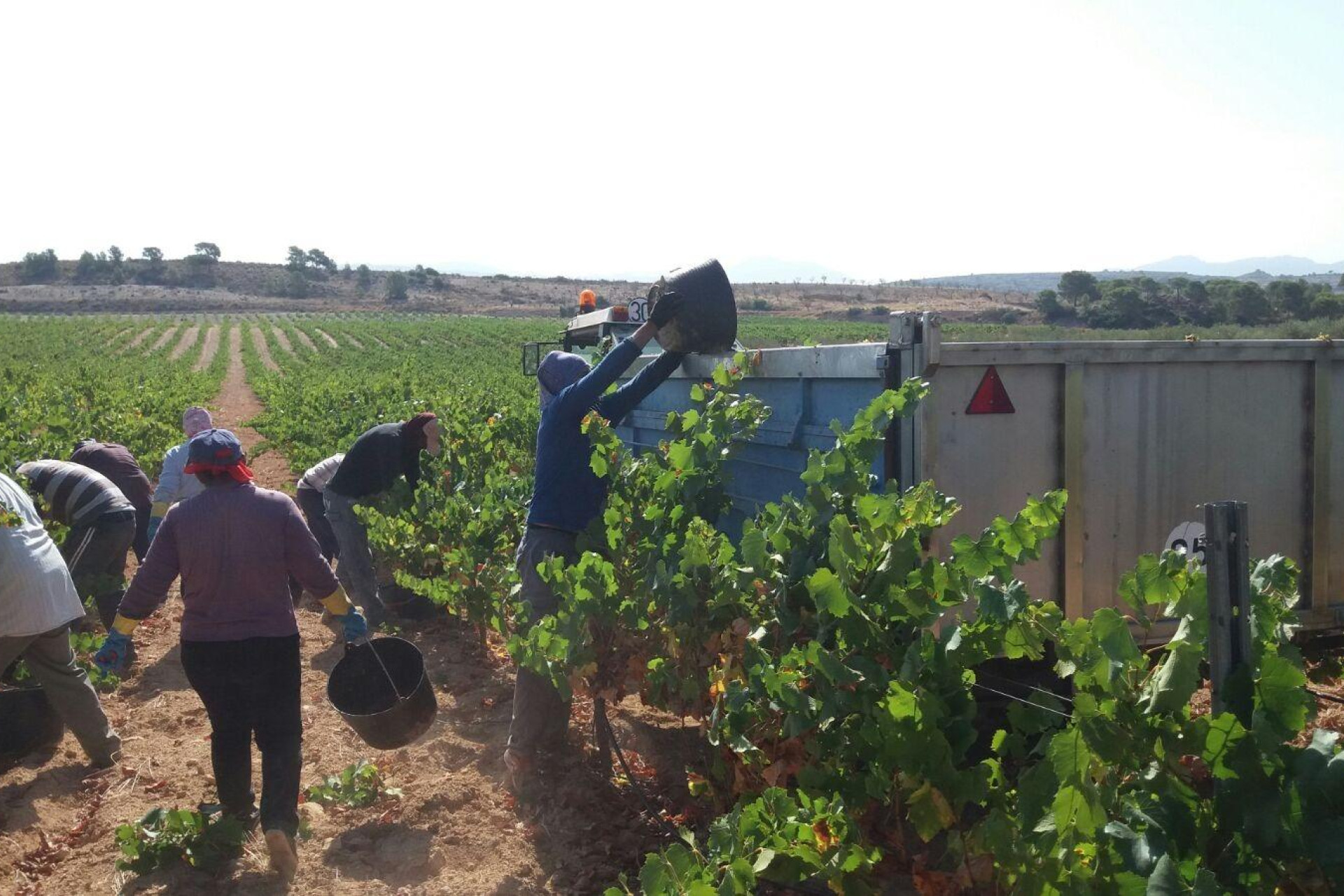 Revente - Bodega - PINOSO - CENTRO