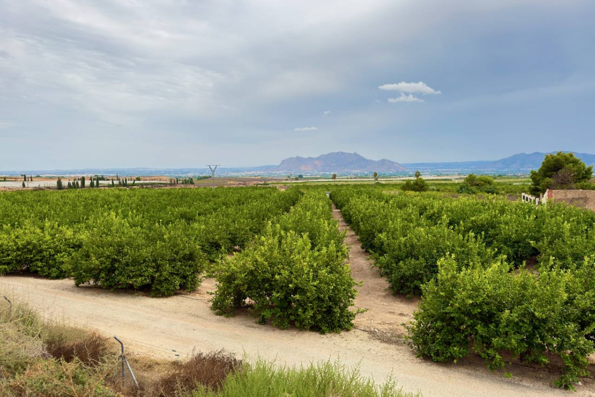 Revente - Finca / Country Property - La Murada - LA MURADA